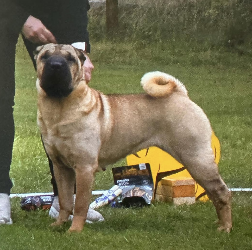 Tuffskin's Diamond Blue Moon "Troja"
